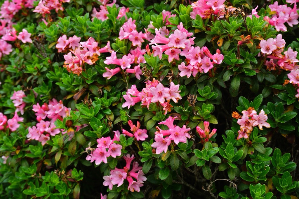Texelgruppe Nature Park, Ötztal Alps, Italy