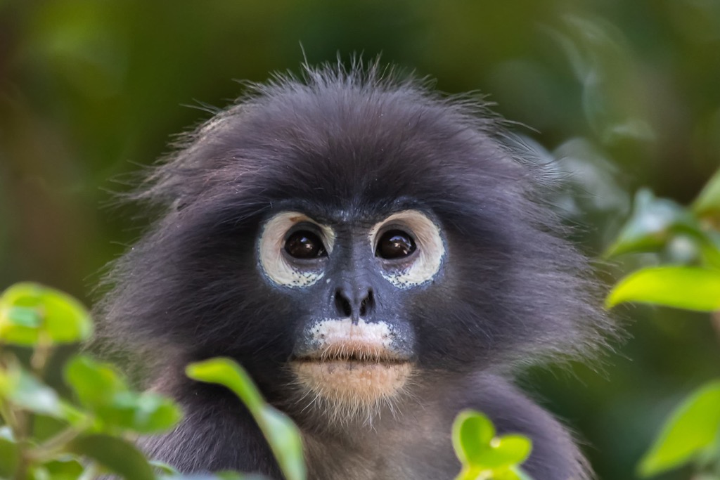 Dusty Leaf Monkey, Kaeng Krachan National Park, Thailand