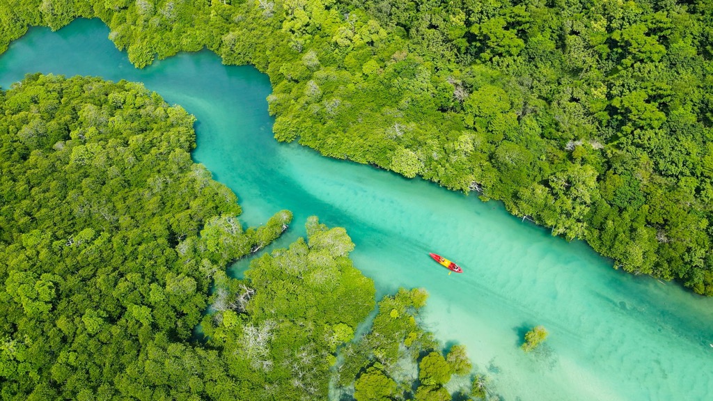 mangroves, Thailand
