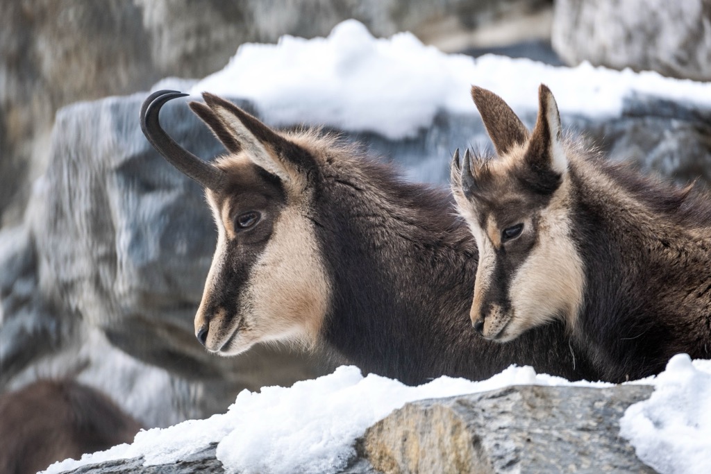 Tatra chamois (Rupicapra rupicapra tatrica). Ticha Dolina