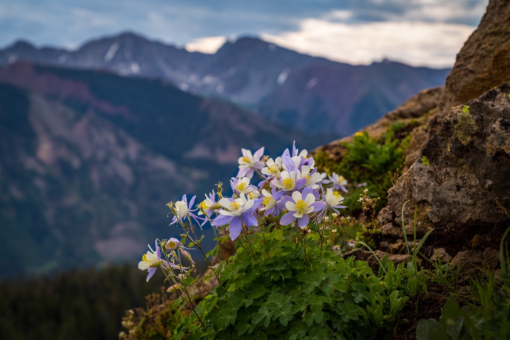Alpine columbines in bloom. Ticino Alps