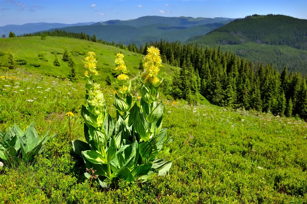 Great yellow gentians are among the Alps’ hardiest flowering plants. Ticino Alps