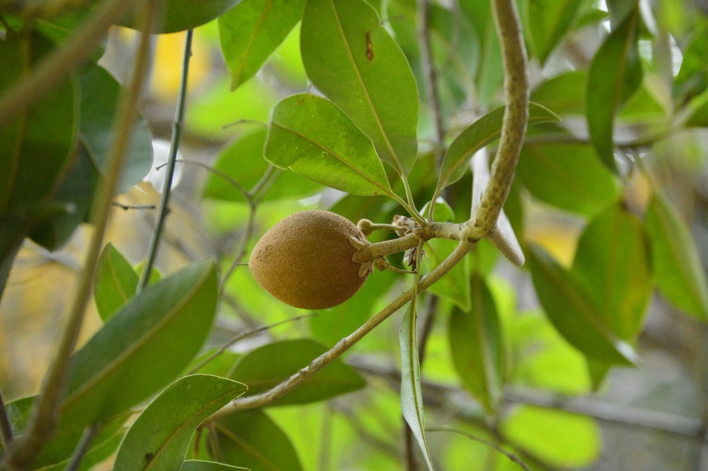 Tikal National Park, Guatemala