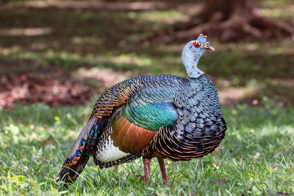 Tikal National Park, Guatemala