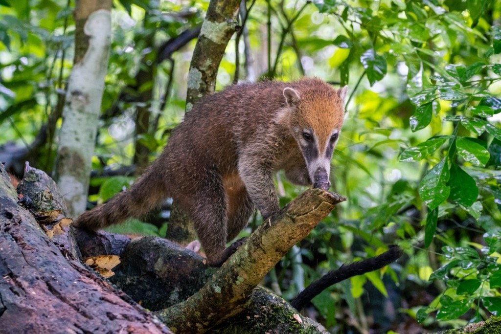 White-nosed coati, Tikal National Park, Guatemala
