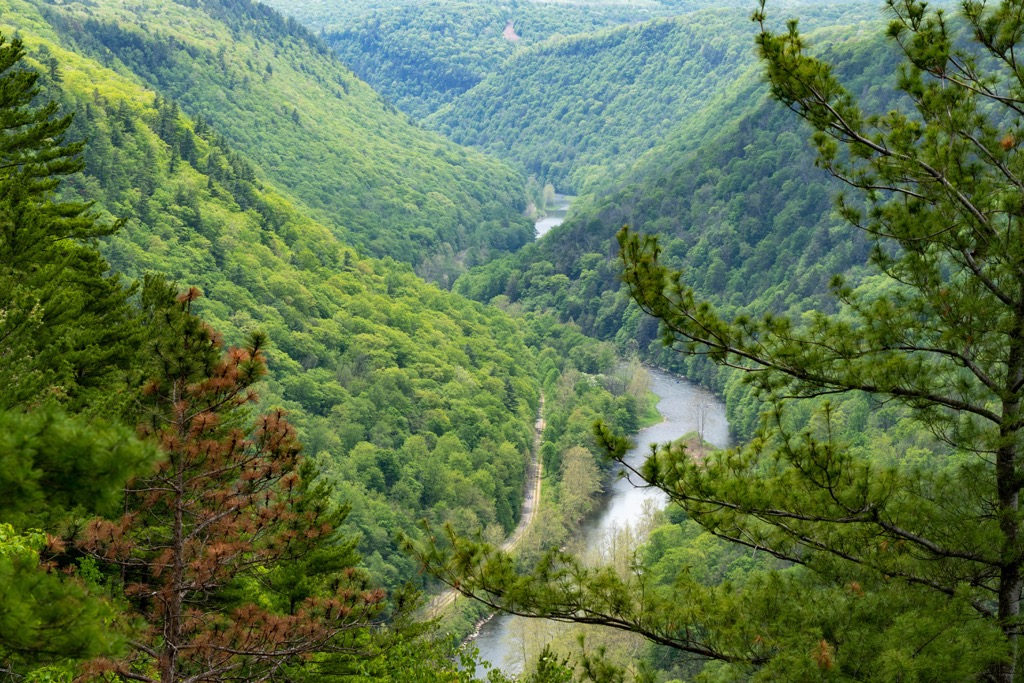 Tioga State Forest