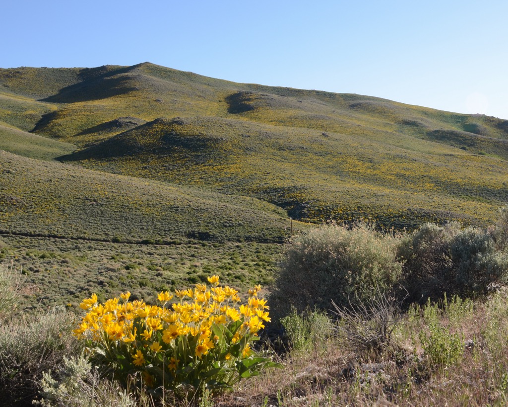 Toiyabe Range, Nevada