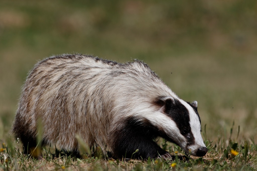 Tomorri Mountain, Albania