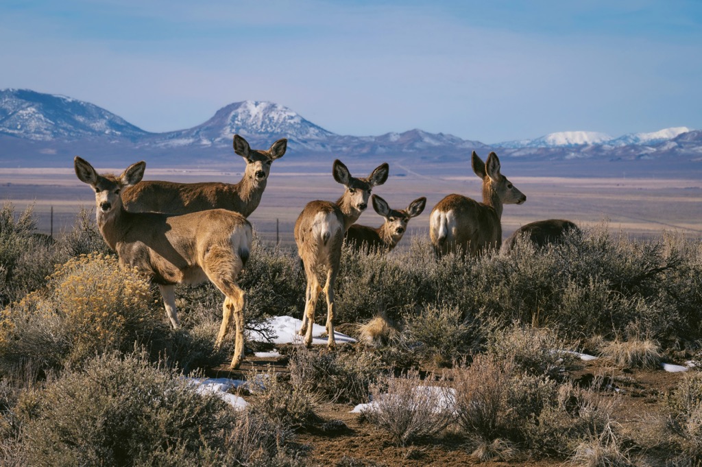 Mule deer, Toquima Range, Nevada