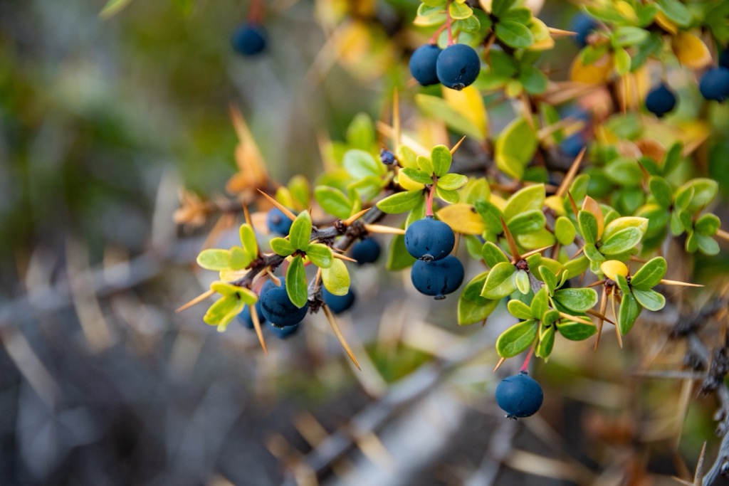 Calafate Fruit, Torres del Paine National Park, Chile