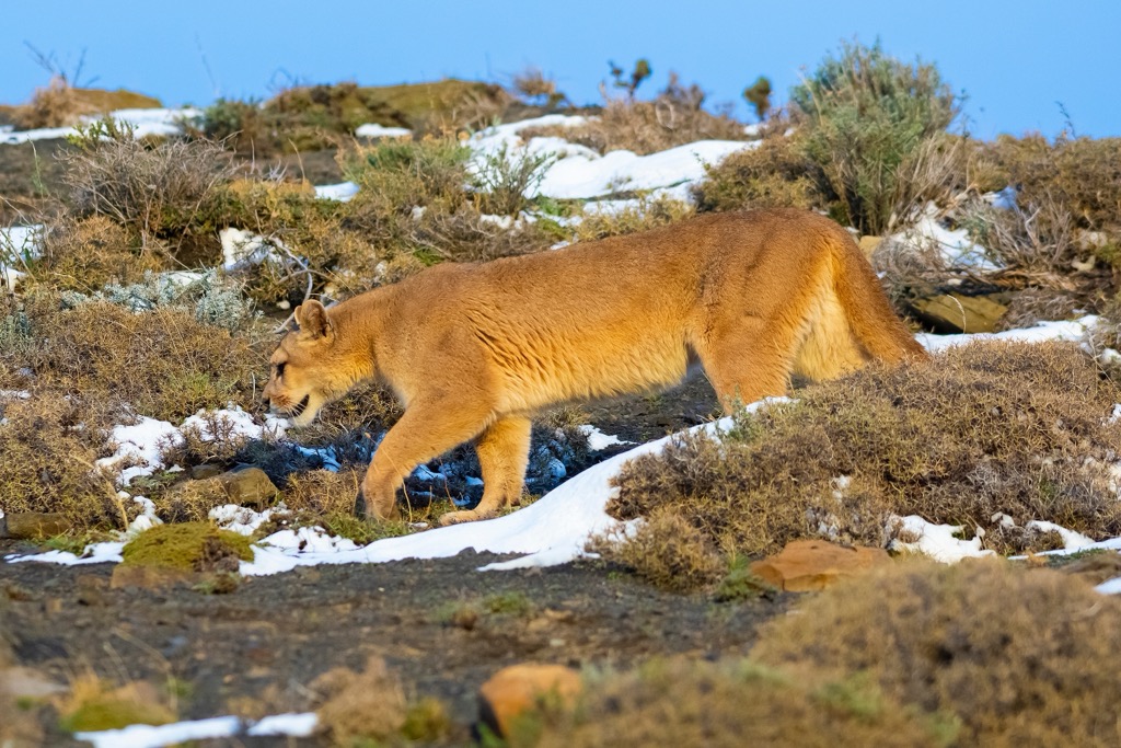 puma, Torres del Paine National Park, Chile