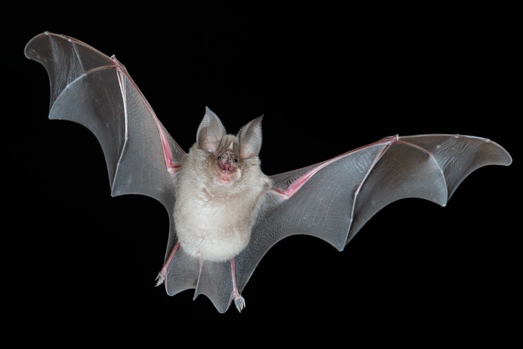 A horseshoe bat in flight. Totes Gebirge