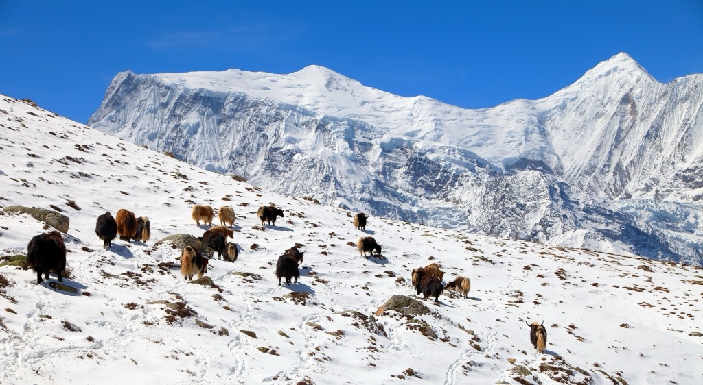 Herd of yaks, Trans-Himalaya