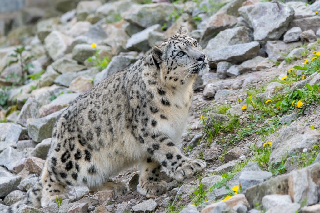 snow leopard, Trans-Himalaya