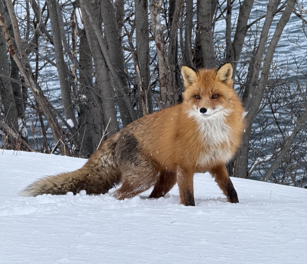 A red fox. Photo: Denis Bulichenko. Troms og Finnmark