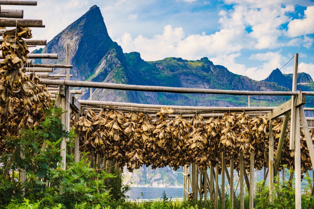 Cod drying on racks in the fjordland. Troms og Finnmark