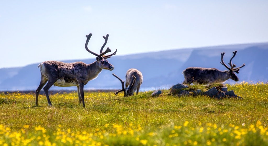 Reindeer near the village of Hamningberg. Troms og Finnmark