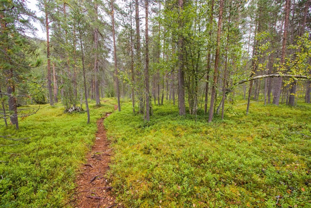 Boreal forest in Reisa National Park. Troms og Finnmark