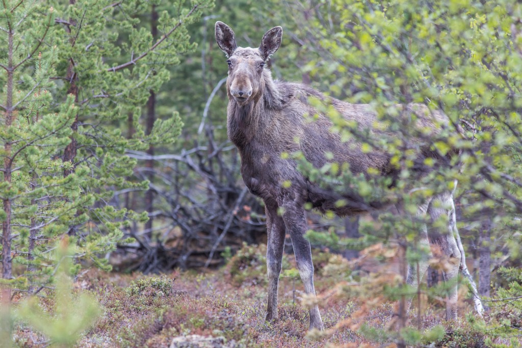 Tsarmitunturi Wilderness Area, Finland