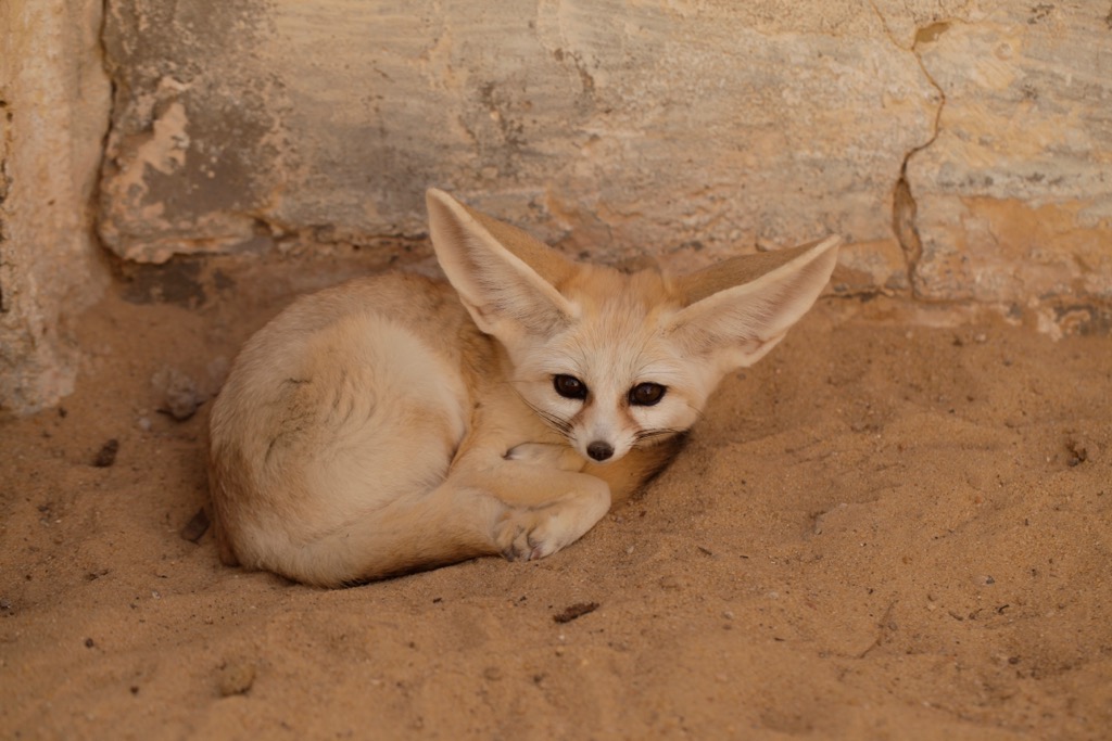 fennec fox, Tunisia