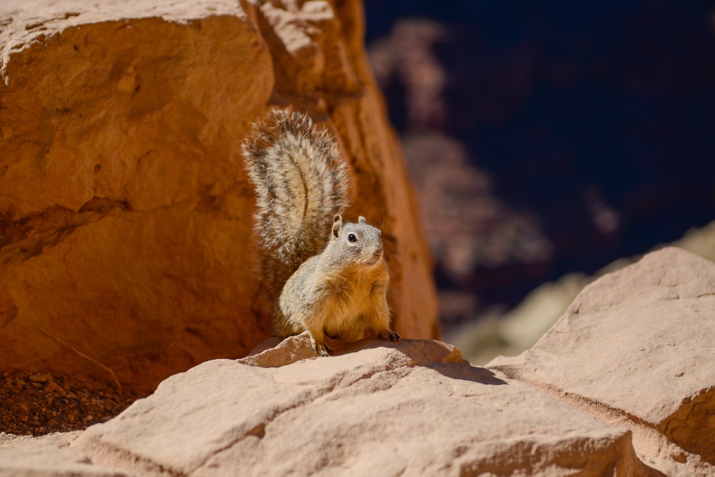 Uinkaret Plateau, Arizona
