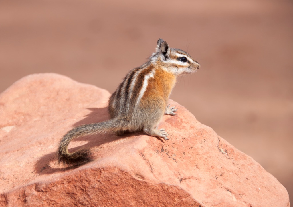Uinta chipmunk, Rocky Mountains, Utah, USA