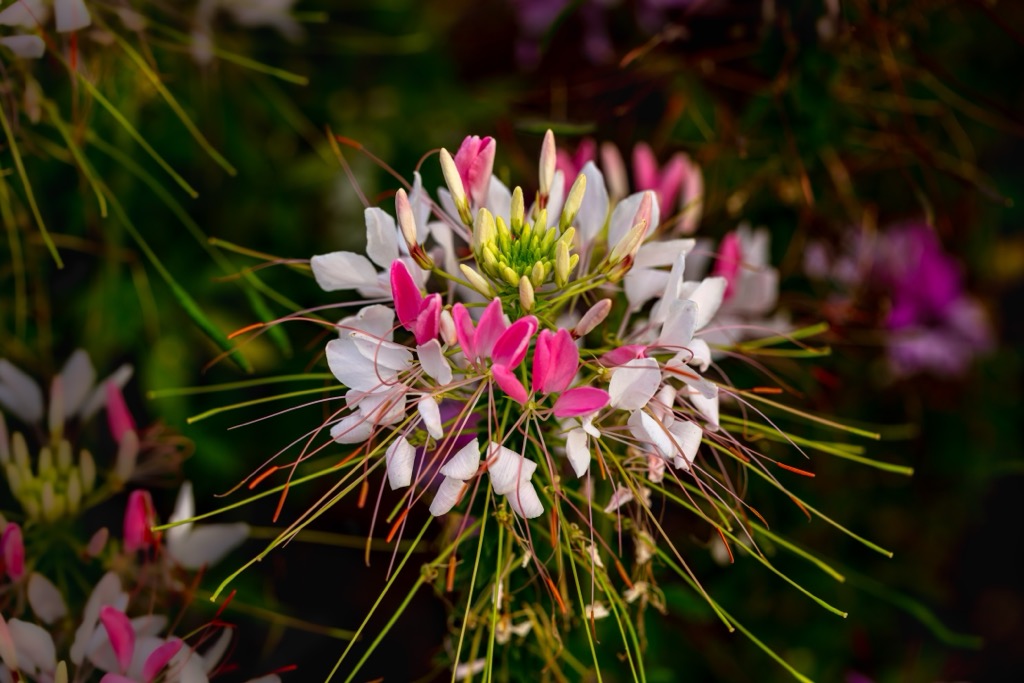  Flower Cleome hassleriana, Uruguay