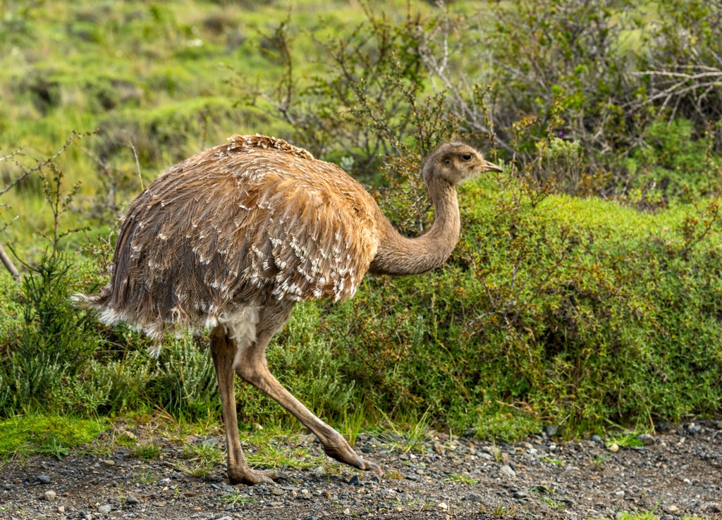  Greater Rhea, Uruguay