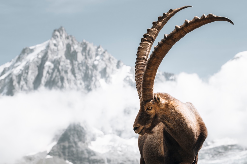 Ibex, Vanoise Massif, France