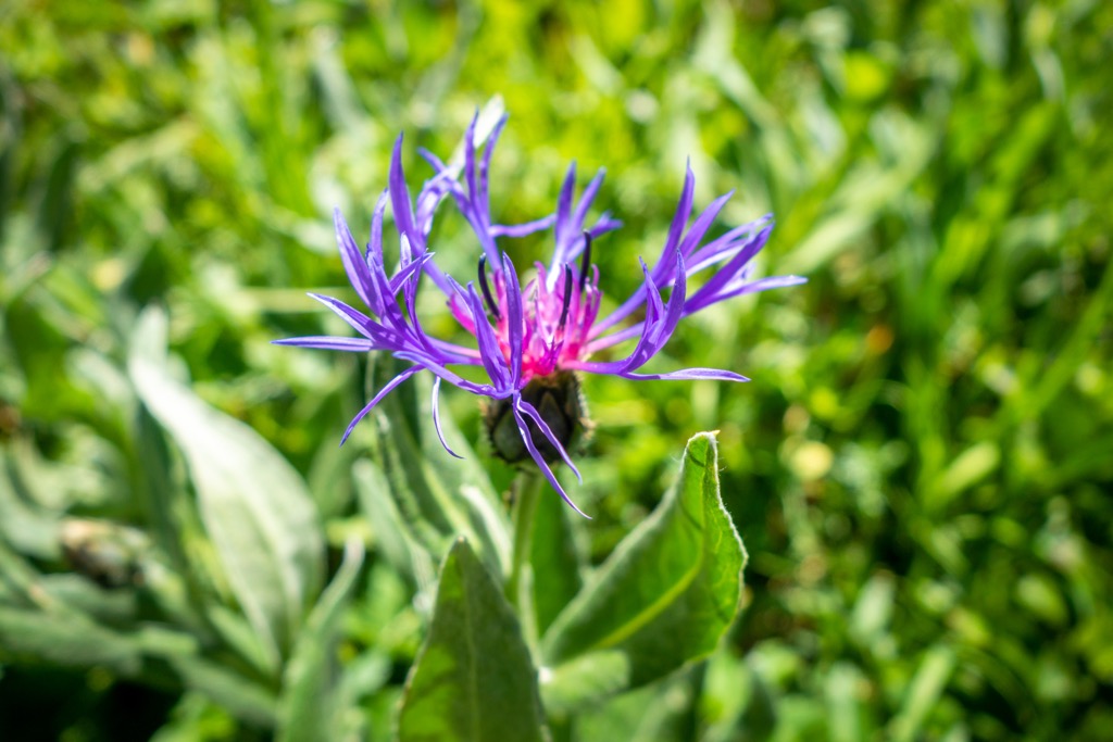 wildflowers, Vanoise Massif, France