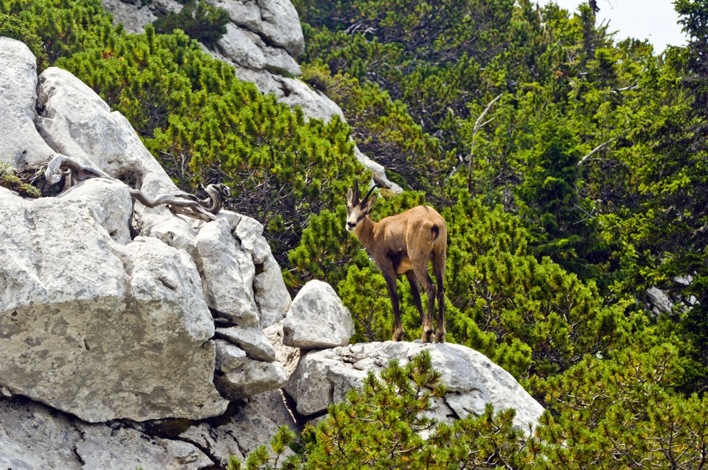 Velebit Nature Park or Park Prirode Velebit in Croatian