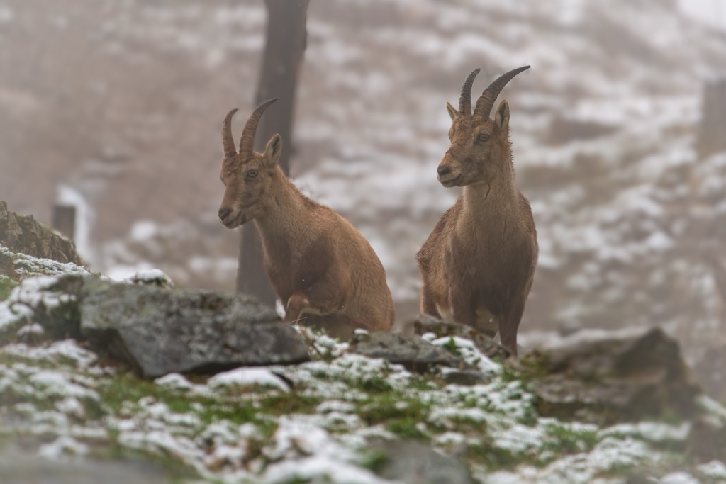 Two female ibex in the Hohe Tauern National Park. Venediger Group