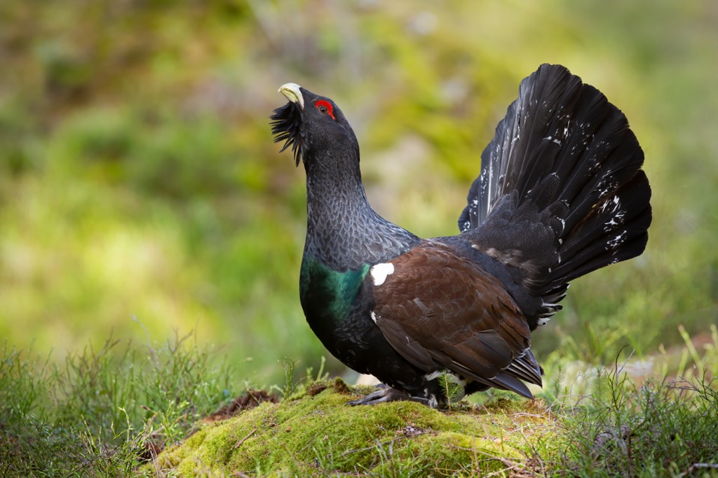 Capercaillies are a large species of grouse known for their elaborate mating rituals. Verwall Alps