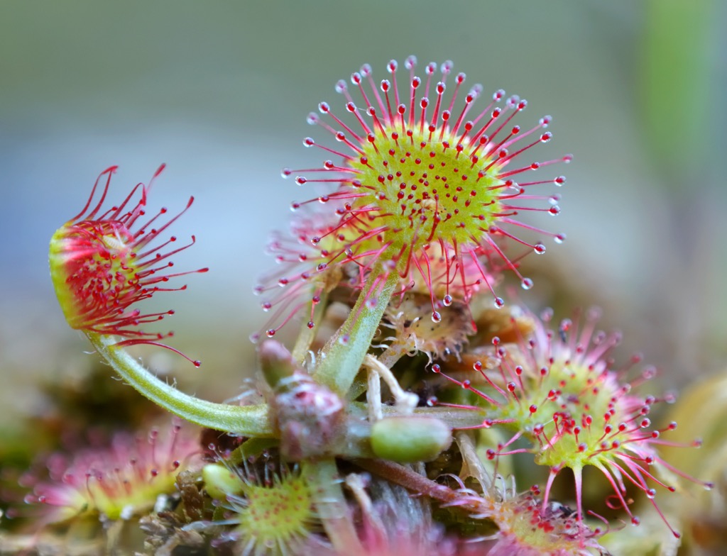 Sundews are a carnivorous plant species that grow in bogs and marshlands. Verwall Alps