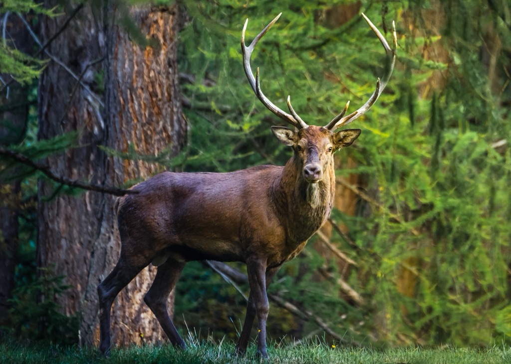 Red deer are the largest mammal native to the Verwall Alps. Verwall Alps