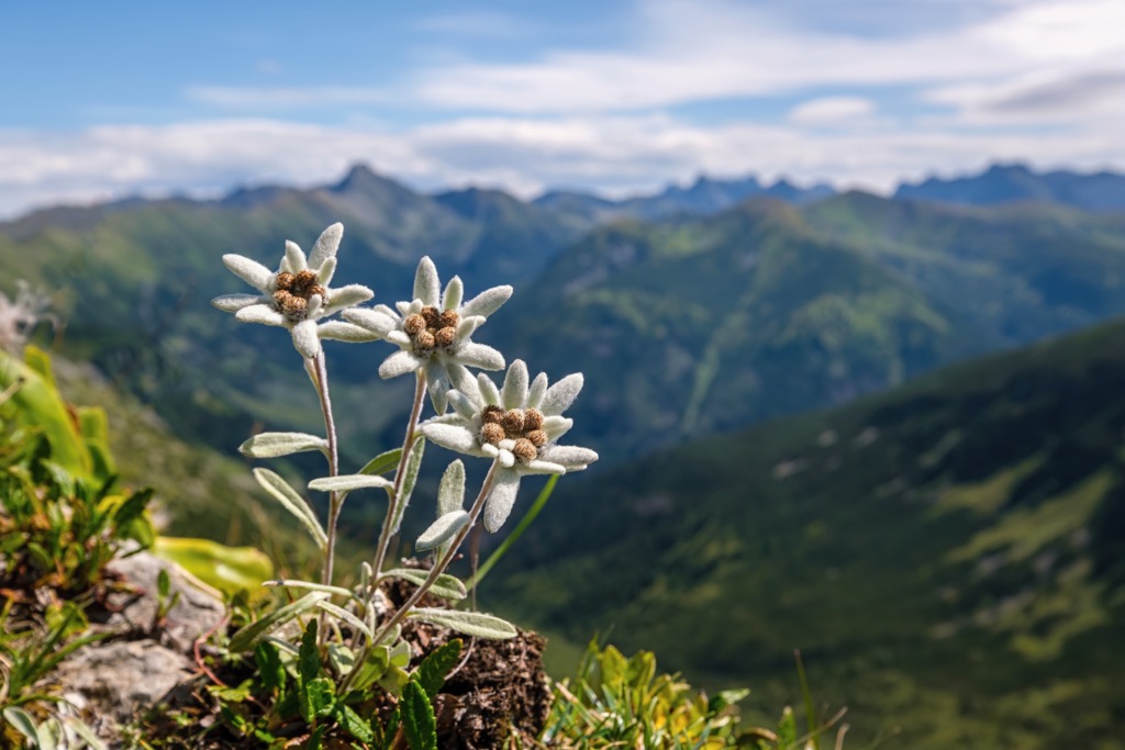 Edelweiss is the National Flower of Austria. Verwall Alps