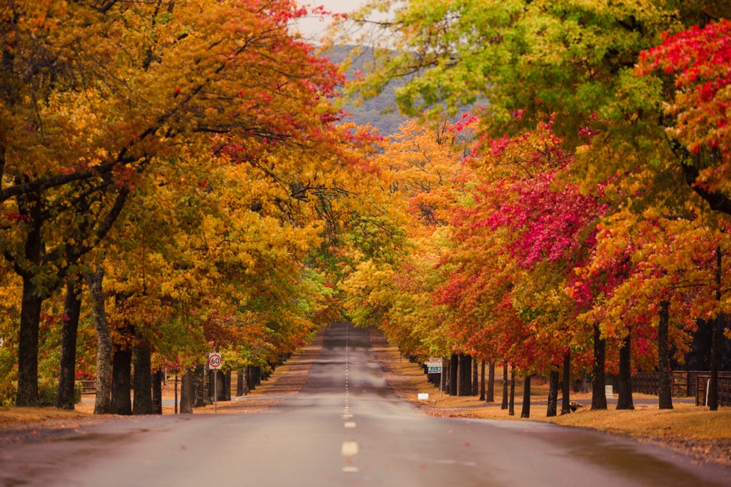 Bright’s autumn foliage. Victoria Mountains