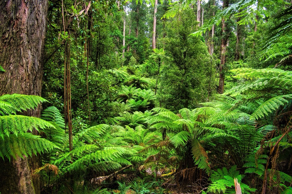 Temperate rainforest in the Dandenong Ranges. Victoria Mountains