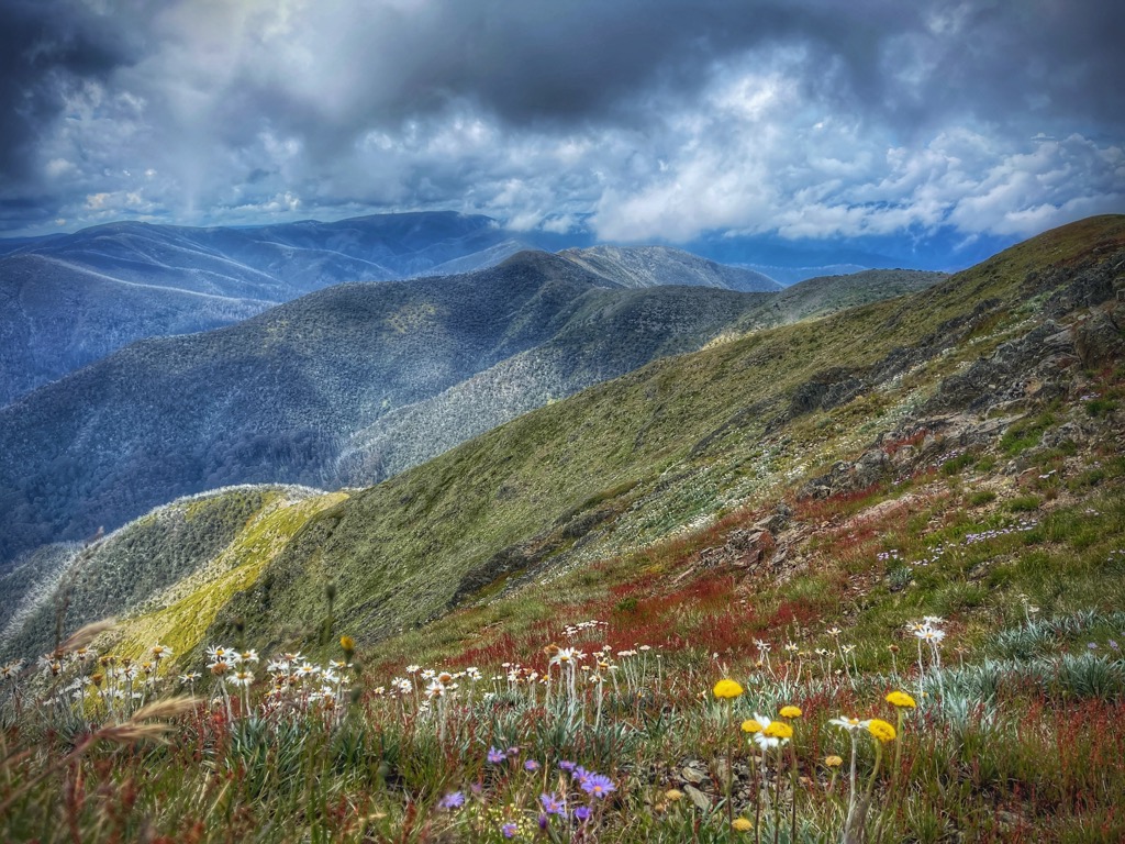 Alpine wildflower displays on Razorback Ridge. Victoria Mountains