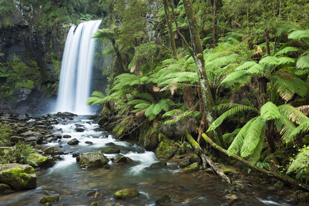 Coastal rainforest habitat in Great Otway National Park. Victoria Mountains