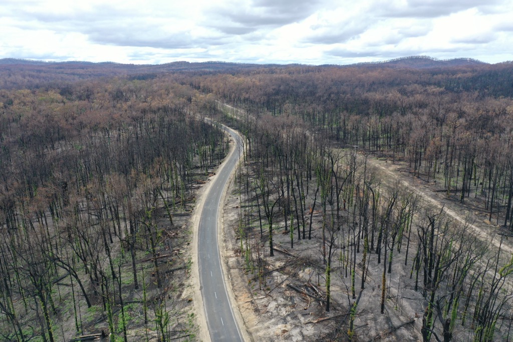 After the 19/20 bushfire season, which burned more forest than the entire state of Victoria combined. Many of these blazes were devastating crown fires, like the photo above. Victoria Mountains