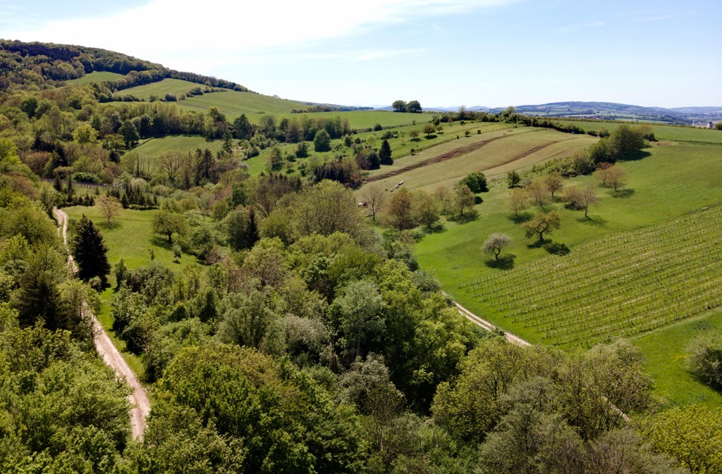 Vienna Woods, Austria