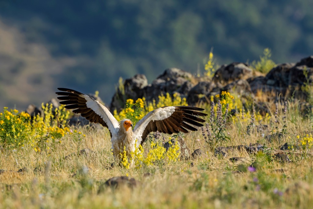Egyptian vulture, Vikos-Aoos National Park, Greece