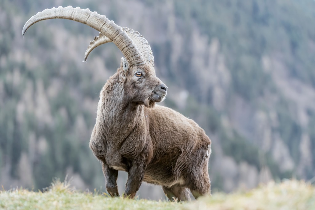 A male Alpine ibex’s horns can grow in excess of 1 m (3.3 ft) long. Villgraten Mountains