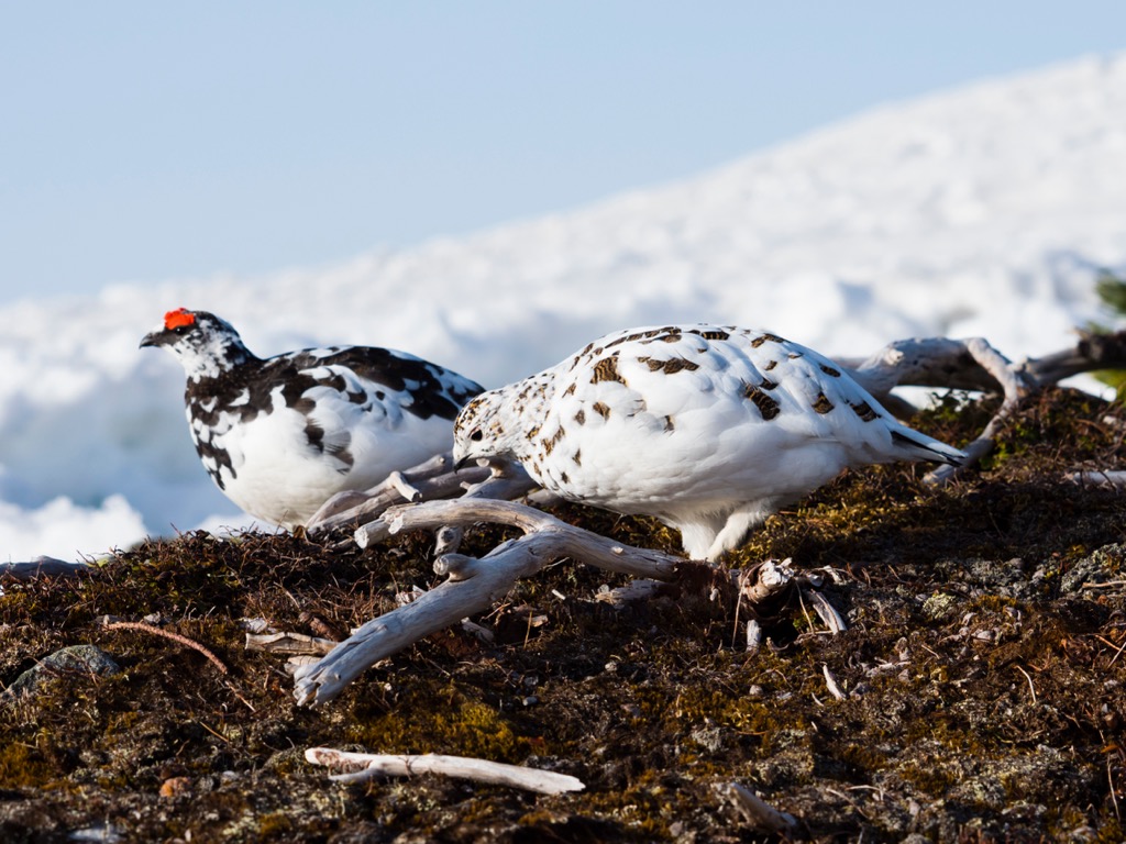 A member of the grouse family, rock ptarmigans are famed for their seasonal plumage, which switch from brown to white in winter. Villgraten Mountains