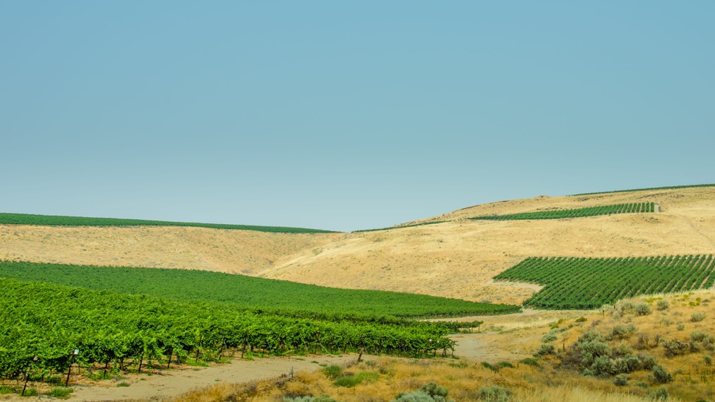 Vineyards, Horse Heaven Hills, Washington