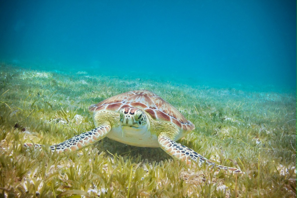 Sea turtle, Virgin Islands National Park, US