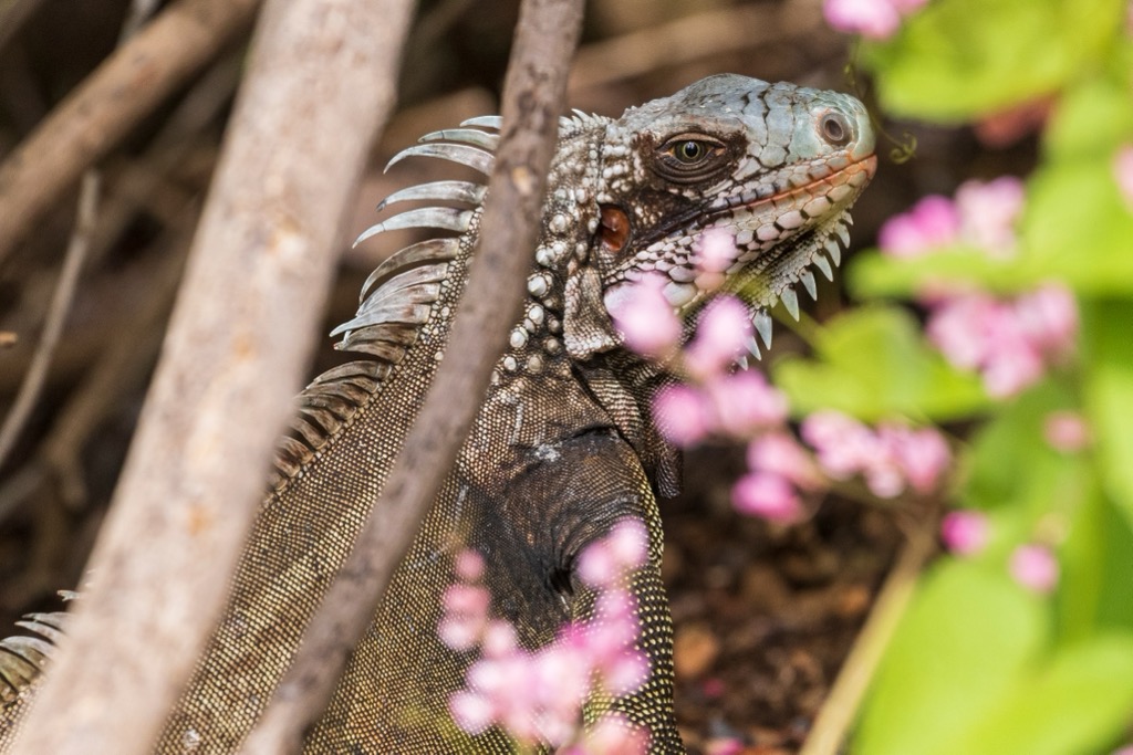 wild iguana, Virgin Islands National Park, US
