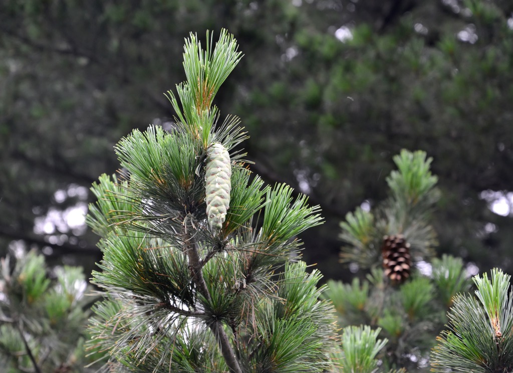 Pinus peuce Griseb. Voras Mountains