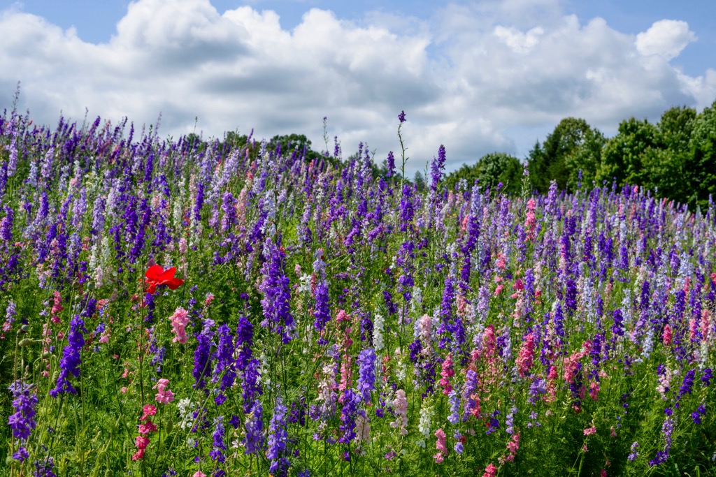 Walnut Mountains, North Carolina